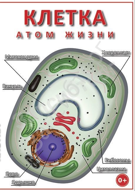 DVD-диск «Биология. Клетка – „атом жизни“»
