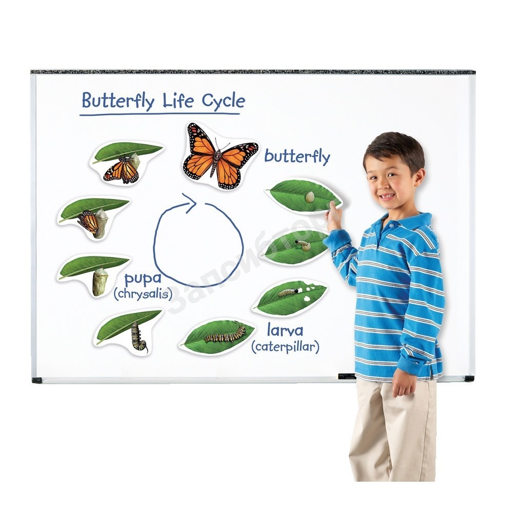 Модель жизненного цикла бабочки магнитная