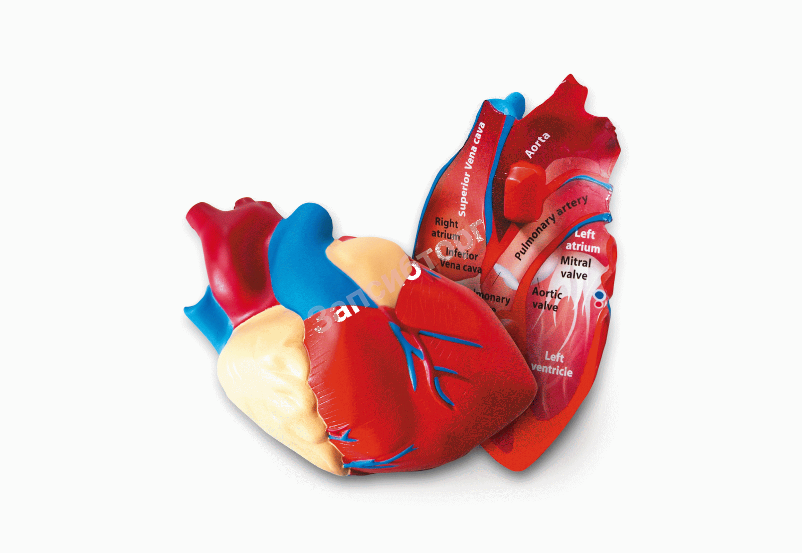 Модель сердца человека (анатомическая)