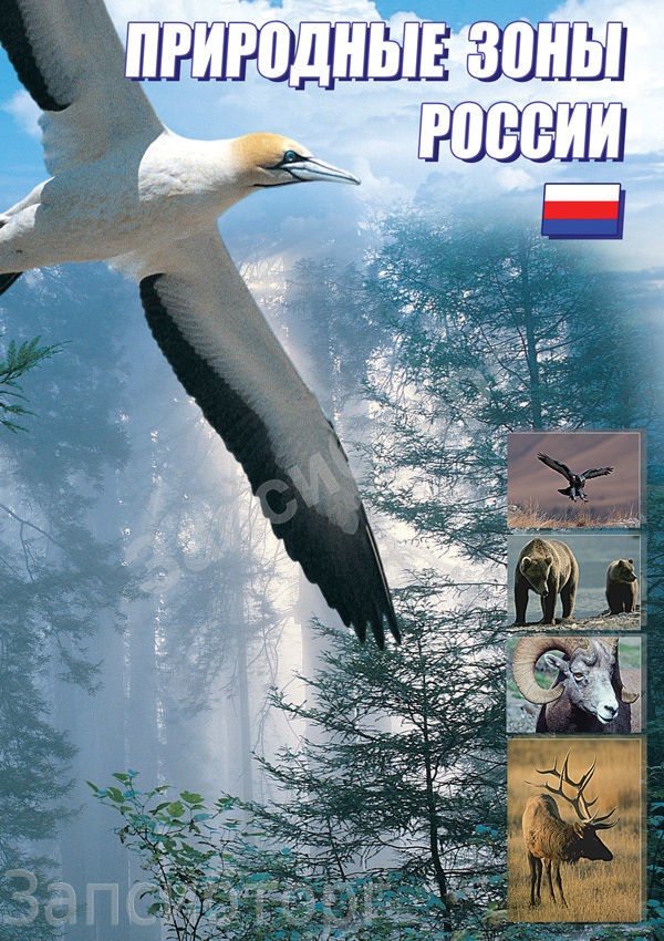 DVD-диск «География. Природные зоны России»