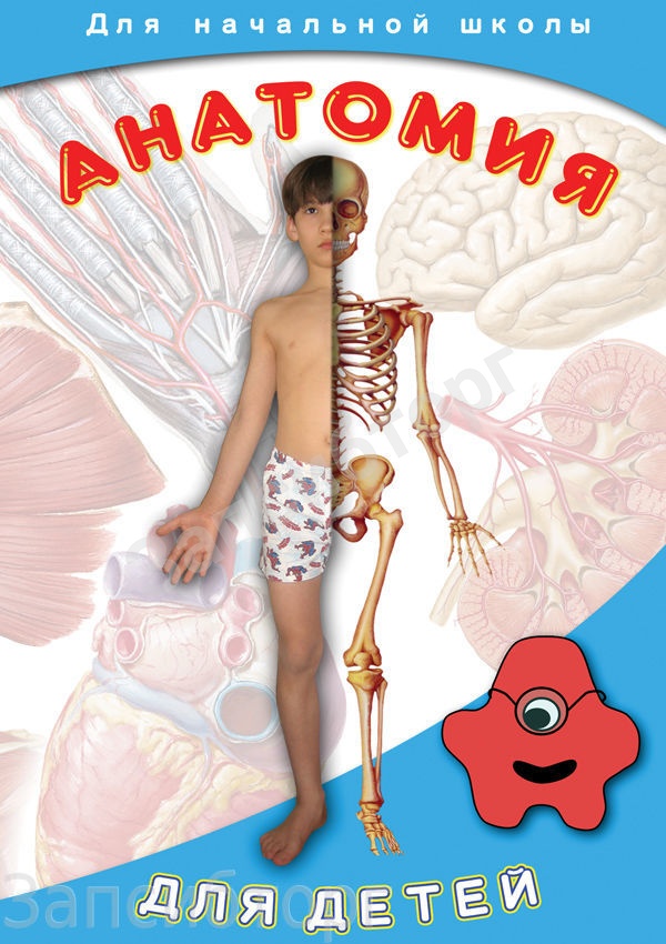 DVD-диск «Для младших классов и дошкольников. Анатомия для детей»
