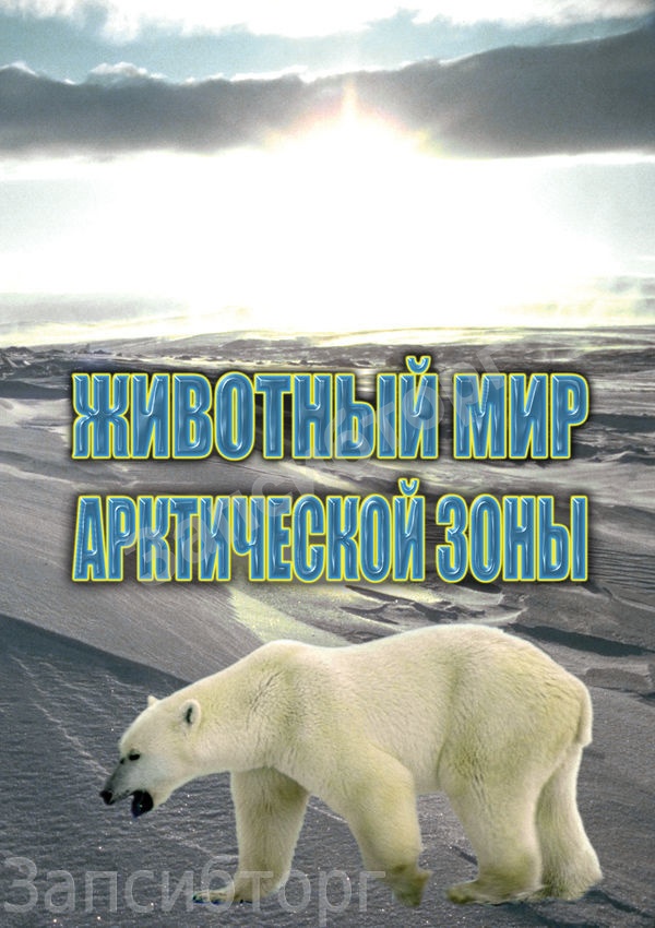 DVD-диск «География. Животный мир Арктической зоны»